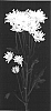 Chrysanthemum%20x%20morifolium%20%27Yolace%27