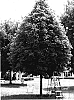 Acer%20saccharum%20%27Hawkersmith%201%27