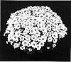 Chrysanthemum%20x%20morifolium%20%27Yobrianna%27