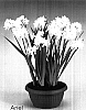 Narcissus%20tazetta%20%27Ariel%27