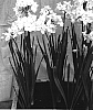 Narcissus%20tazetta%20%27Nir%27
