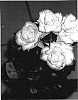 Rosa%20hybrida%20%27Schrawatt%27