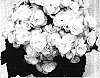 Begonia%20x%20hiemalis%20%27Bbsophia%27