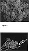 %20x%20Heucherella%20%27HERTN042%27