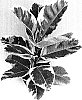 Ficus%20elastica%20%27Brasil%27