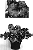 Begonia%20rex%20hybrid%20%27Capricorn%27