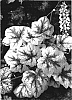 %20x%20Heucherella%20sp.%20%27Stoplight%27