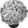 Chrysanthemum%20morifolium%20%27Gedi%20Three%20Gel%27