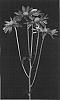 Chrysanthemum%20x%20morifolium%20%27Yoplay%27