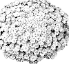 Chrysanthemum%20morifolium%20%27Gedi%20Three%20Mil%27