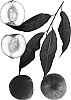 Prunus%20persica%20%27Vista%20Snow%27
