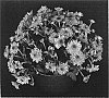 Chrysanthemum%20x%20morifolium%20%27Yomiranda%27