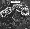 Rosa%20hybrida%20%27KORtufee%27