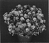 Chrysanthemum%20x%20morifolium%20%27Yopriscilla%27