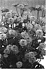 Chrysanthemum%20morifolium%20%27Cekiwi%20Green%27
