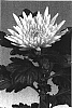 Chrysanthemum%20morifolium%20%27Natasha%20Sunny%27