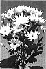 Chrysanthemum%20morifolium%20%27Ceshakira%20White%27