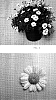 Argyranthemum%20x%20hydrida%20%27OHMADLEVA%27