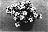 Bidens%20ferulifolia%20%27Sunbidesupa%27