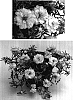 Portulaca%20grandiflora%20%27Bodhigyel%27