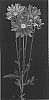 Chrysanthemum%20x%20morifolium%20%27Yolife%27