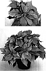 Euphorbia%20pulcherrima%20%27PER7102%27