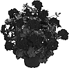 Pelargonium%20peltatum%20%27Dueamaro%27