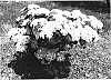 Viburnum%20wrightii%20%27C.A.%20Hildebrant%27s%27