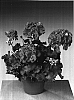 Pelargonium%20x%20hortorum%20%27Fisorangtan%27