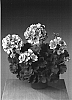Pelargonium%20x%20hortorum%20%27Fismopink%27
