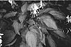 Hosta%20sp.%20%27Journey%27s%20End%27