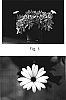 Osteospermum%20hybrida%20%27Kakegawa%20AU18%27