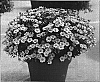Chrysanthemum%20morifolium%20%27Starlet%20Pink%27