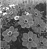 Dahlia%20hybrida%20%27HS%20Juliet%27