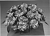 Impatiens%20hawkeri%20%27Fisnics%20Magpink%27