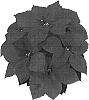 Euphorbia%20pulcherrima%20Willd.%20%27NPCW04095%27