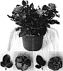 Rosa%20hybrida%20%27Evera%20105%27