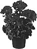 Pelargonium%20x%20hortorum%20%27Genfipurple%27