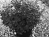 Berberis%20thunbergii%20%27Admiration%27