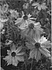 Coreopsis%20hybrida%20%27Limerock%20Dream%27