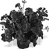 Pelargonium%20peltatum%20%27Dueamica%27