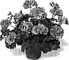 Pelargonium%20peltatum%20%27Duepalav%27