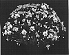 Chrysanthemum%20x%20morifolium%20%27Yohankie%27