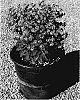 Euphorbia%20martinii%20%27Waleutiny%27