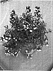 Nemesia%20x%20hybrida%20%27Fleurbac%27