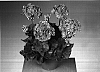 Pelargonium%20x%20hortorum%20%27Fisroccal%27