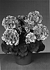 Pelargonium%20x%20hortorum%20%27Fishelus%27