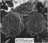 Rosa%20hybrida%20%27KORadigel%27