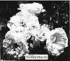 Rosa%20hybrida%20%27KORgretaum%27