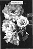 Rosa%20hybrida%20%27KORklemol%27